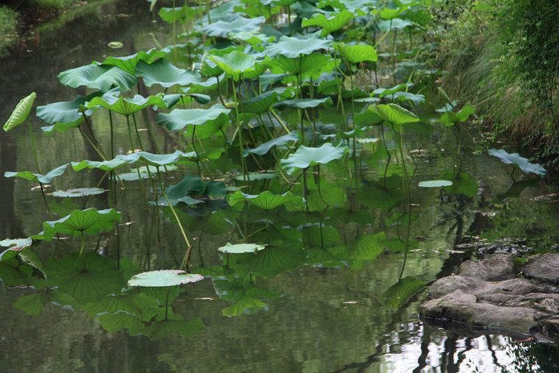816-Hangzhou,18 luglio 2014.JPG